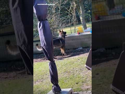 Kenny Auf Katzenjagd 🐱  Flying Uwe Instagram Story