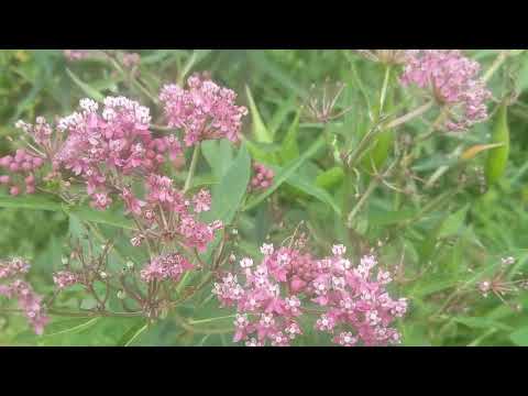 Swamp Milkweed Rocks