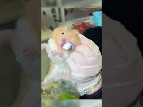 Wozu eine Hamstermutter wirklich fähig ist #tiere #shorts