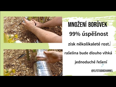 Kanadská borůvka množení 99%úspěšnost