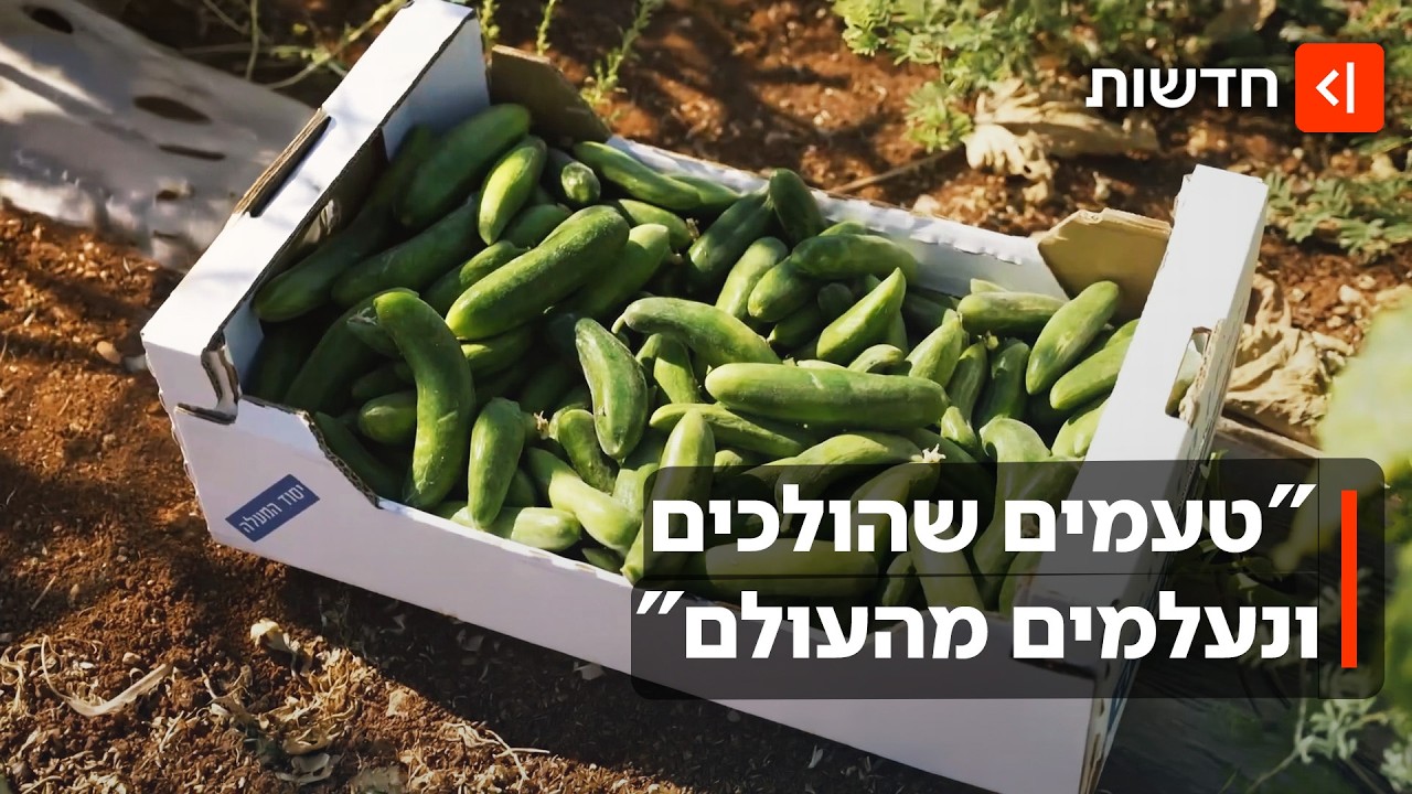 מהאדמה לצלחת: כך ירקות בלדי הפכו מוצר חובה במטבחי השפים