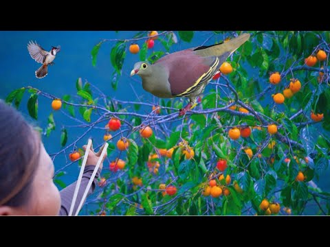 Using slingshot to hunt birds eating wild fruits - Huge harvest