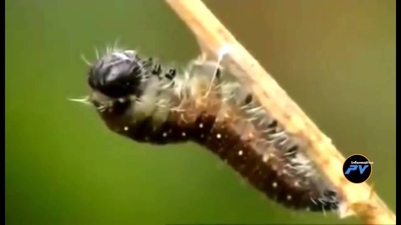 Insectos en la cadena alimenticia