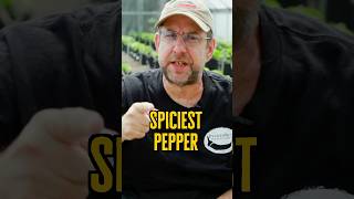 Spiciest Pepper In The World