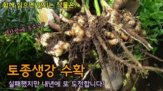 토종생강 수확하는날 토종생강과 일반생강 비교 생강고추밭에 옥수수를 함께 심으면 안되는 이유?