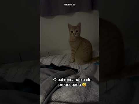 Ronco de pai assusta gato e diverte internautas em MS