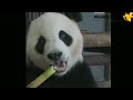 شاهد: الصين تسحب دببها من حدائق أوروبا وأميركا... الغرب يودع الباندا..
