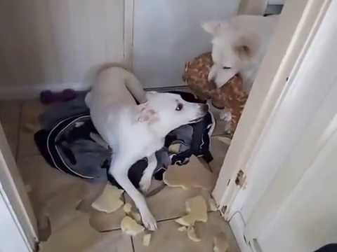 VID_20161207_125536.mp4