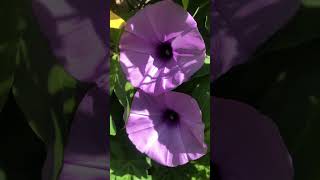 Download lagu ngày 15 tháng 1, 2026 mp3