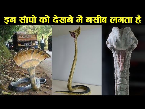 10 rarest snakes in the world,double head snake,10 ऐसे सांप जिनको देखने में नसीब लगता है