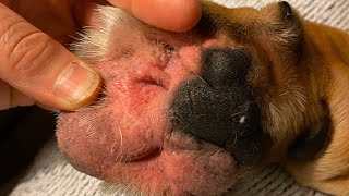 HOW TO HELP YEAST FEET IN DOGS , swollen bulldog feet and interdigital cysts ! Easy and natural