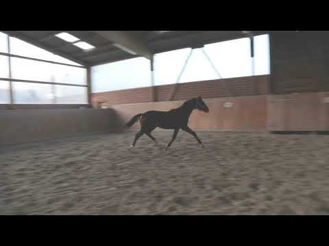 Fancy Diamond Blue Hors Farrell / For Compliment Februar 2019