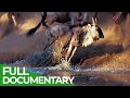 Wildlife Laws Only The Fastest Will Survive Free Documentary Nature