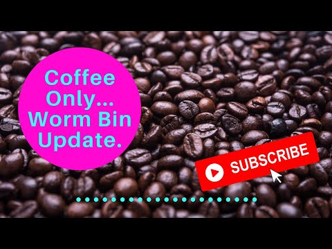 Coffee Bin Update & Blue vs. Red Worm Comparison Conversation