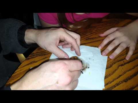 Our first baby gecko hatching