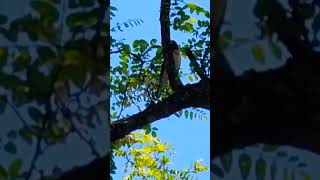 Download lagu Rose Breasted Grosbeak singing. #grosbeak #birds #birdlife #birdlifeoutdoors mp3 Download lagu Rose Breasted Grosbeak singing. #grosbeak #birds #birdlife #birdlifeoutdoors mp3