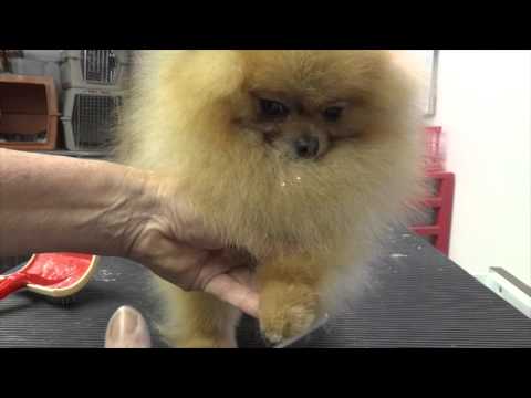 Grooming the Show Pomeranian (part one)