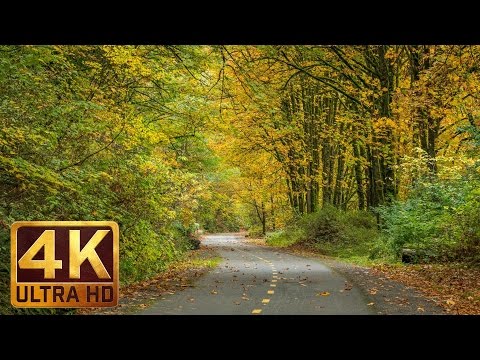 4K (Ultra HD) Relaxation Video - URBAN AUTUMN - Nature Relaxation Footage with Piano Music - 2 Hours