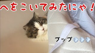 屁をこいてみたにゃ！絶対みてにゃ！