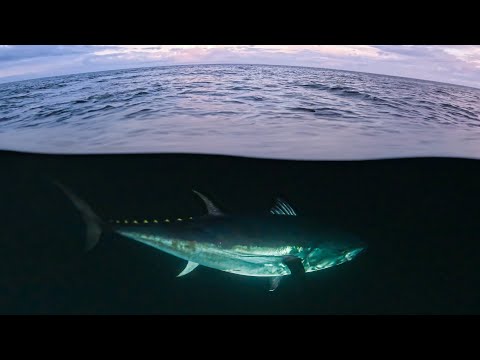 Giant Bluefin Tuna are HOW BIG?! In Nova Scotia??