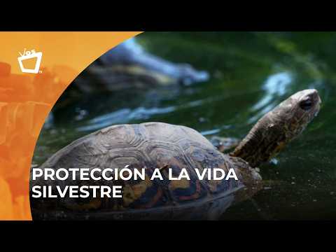 Liberan 60 animales silvestres en complejo lagunar Tisma por conservación