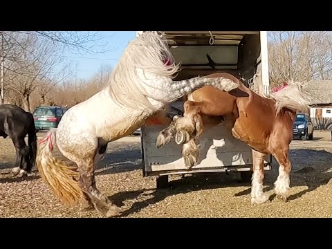 Armăsarii domnului Mangu de la Burla 2022