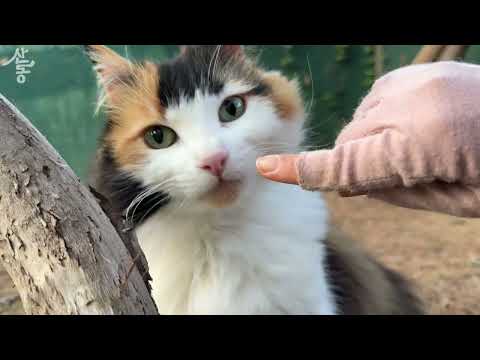 나만 바라보는 고양이들.. 이 아이들 덕분에 더 열심히 살고 싶어진다.