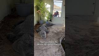 Genius Hack To Water Alligator Plants! 😱#shorts #alligator
