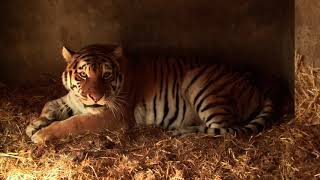 В зоопарке Одессы у пары амурских тигров родился малыш