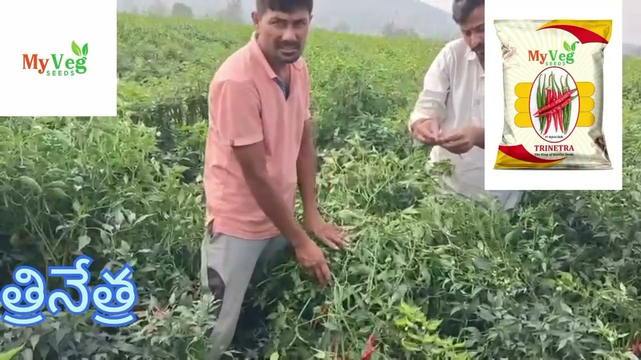 #trinetra #hybrid #mirchi #seeds #kiranfarmtech 