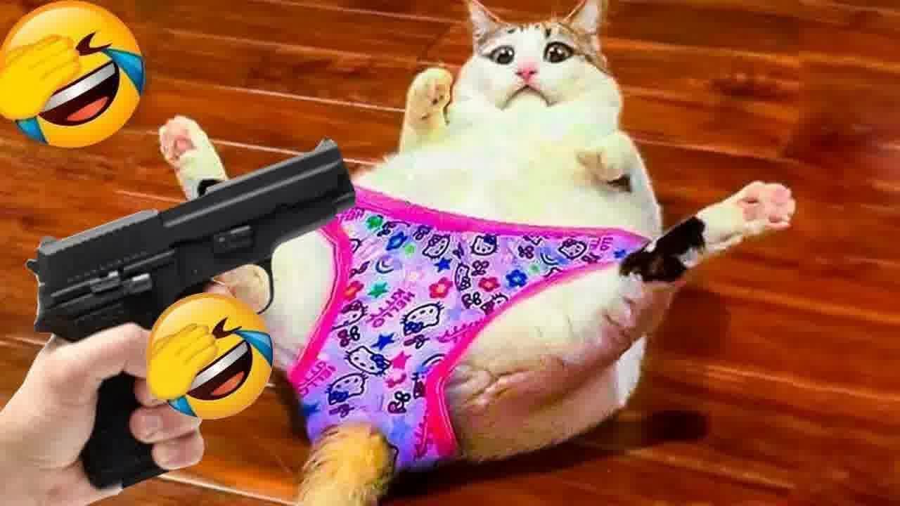 Funny actions of cats 🤣😹 New Funny Animals 2024 ❤️