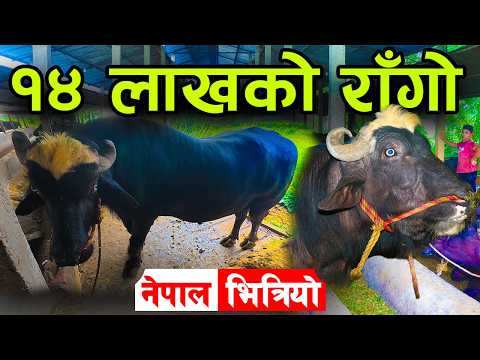 १४ लाखको राँगो नेपाल भित्रियो ! यसबाट जन्मेको भैँसीले २० लिटर दुध दिन्छ ||kiranpaudel