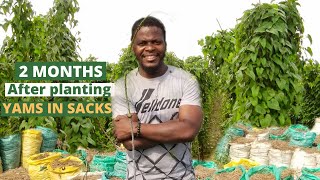 GROWING YAM IN SACKS/ Yam planting in sacks/ yam f