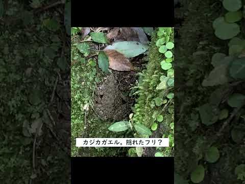 言語文化学科 【奈良大学 文学部 地理学科】三重県への日帰り巡検の様子です #奈良大学 #奈良 #shorts #地理