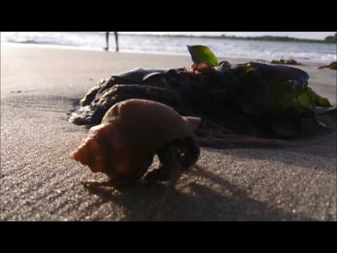 Sea Snail on Fort kochi beach