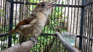 Download lagu Burung Flamboyan gacor cerewet ngebren dan nyiul ampuh untuk pancingan dan masteran mp3