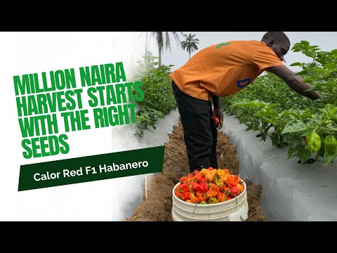 Make Millions with habanero pepper farming