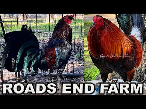 White Black Blue - Roads End Farm Beautiful Birds Farm Visit USA