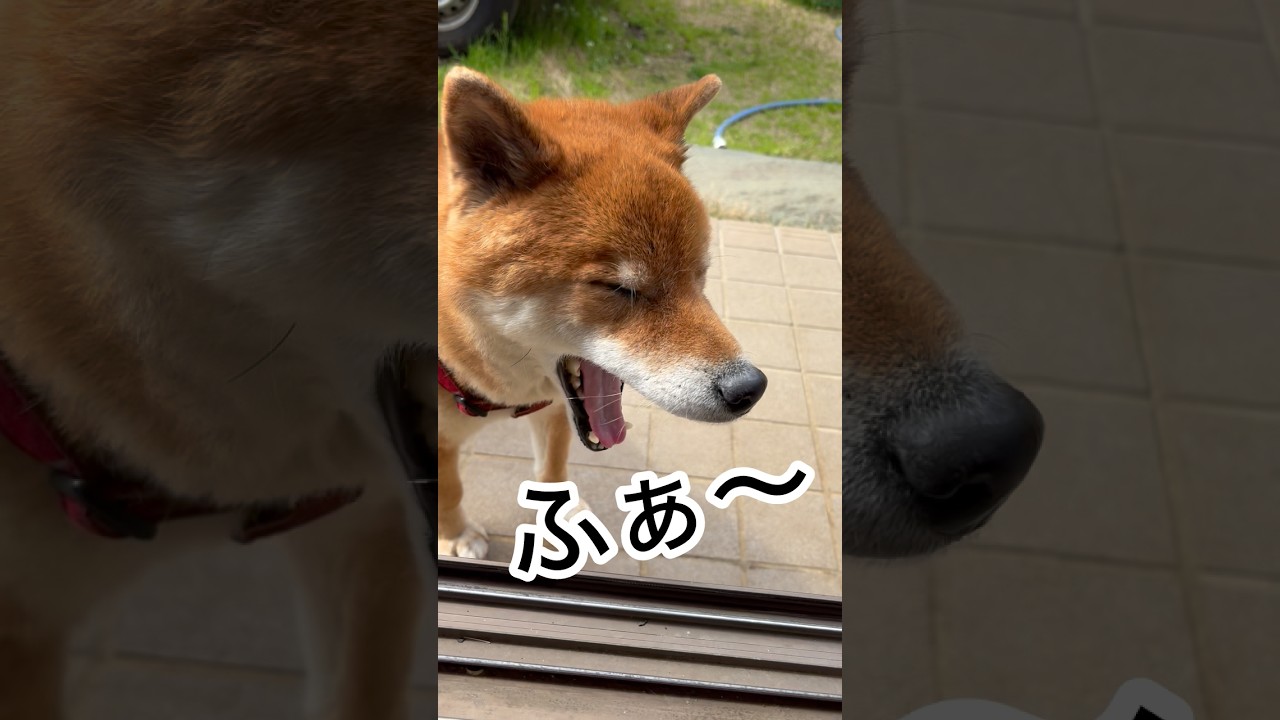 ’26.3.28 力丸が、待ちに待ったお散歩… #柴犬 #shibainu #柴犬のいる暮らし #柴犬の日常 #お散歩 #カメラ目線 #力丸