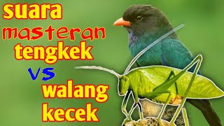 Download lagu suara tengkek gacor vs walang kecek buat masteran lovebird juara dilapangan mp3