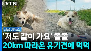 국토대장정 하는 사람들 따라다닌 유기견