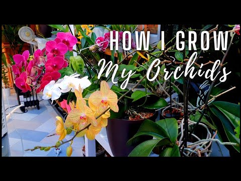 How to Grow Orchids in Semi-hydro - Answering your questions! Water, Fertiliser, Flowering & Repots