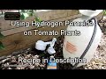 For New Gardeners - How & Why to Use Hydrogen Peroxide on Tomato Plants: Recipes & Spraying Routines