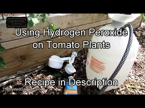 For New Gardeners - How & Why to Use Hydrogen Peroxide on Tomato Plants: Recipes & Spraying Routines