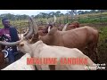 LIMBU MDOGO A K A LUFASHOMI Tazama Ng Ombe Zake LiVE