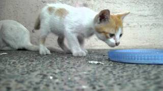 preview picture of video 'Enticing the wild cat and its kitten out of the rain gutter to eat. Maligaya, Philippines'