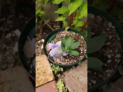 夏中咲くノコギリソウの「残り火」の花