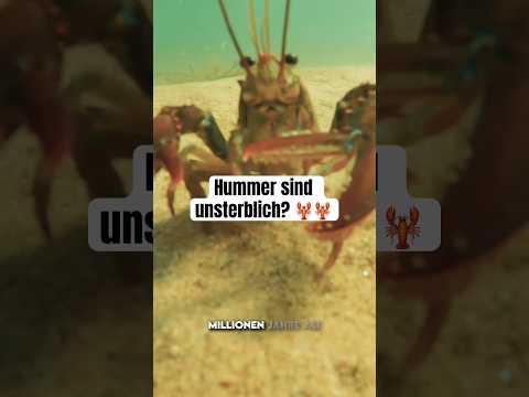 Hummer sind unsterblich? 🦞 #drdubbert #tiere #facts #animals #hummer #lobster #fakten #wissen