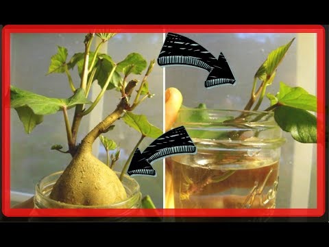 ¡No lo tires! 10 restos de frutas y verduras que pueden volver a crecer