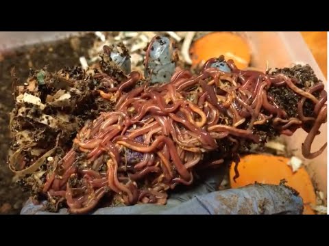 Feeding the Blue Worms before the split #vermicomposting